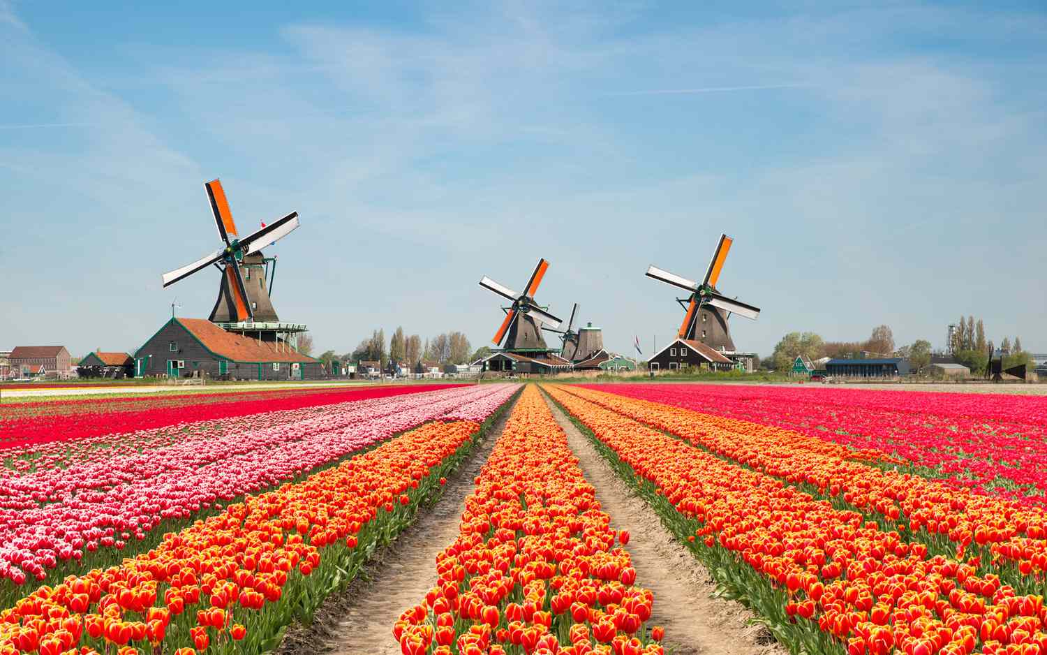 Nederlandse tulpenvelden met windmolens